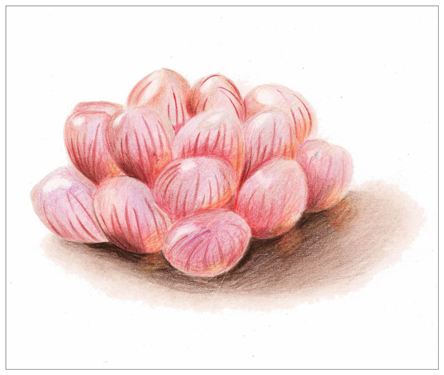 手绘多肉玉露彩铅绘画教程
