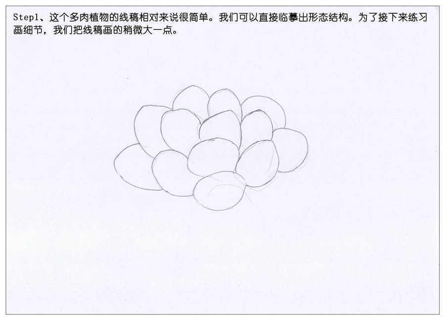 手绘多肉玉露彩铅绘画教程