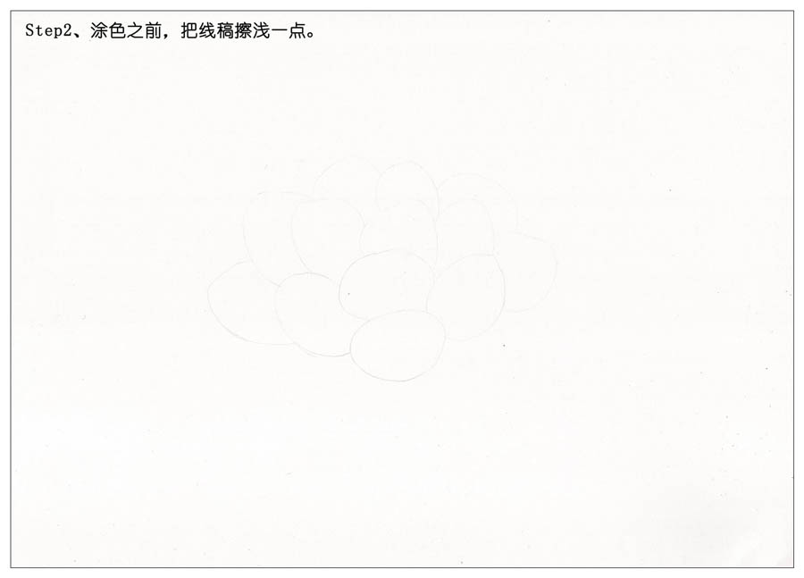 手绘多肉玉露彩铅绘画教程