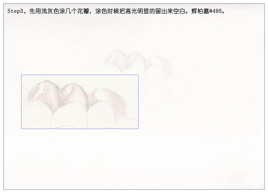 手绘多肉玉露彩铅绘画教程