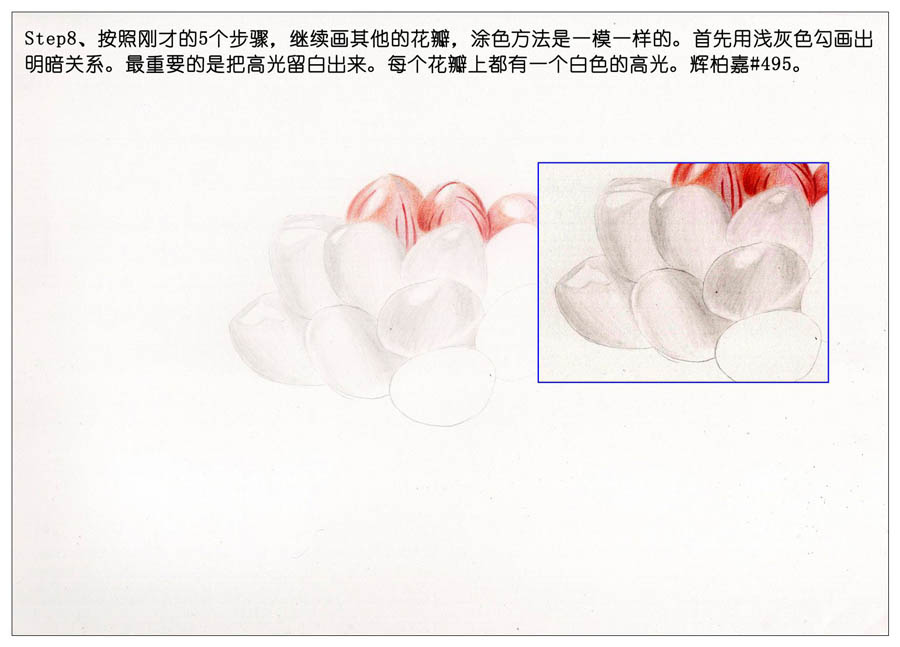 手绘多肉玉露彩铅绘画教程