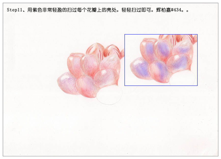 手绘多肉玉露彩铅绘画教程