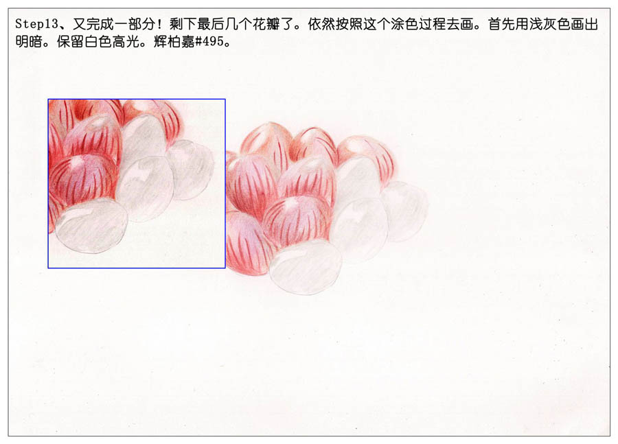 手绘多肉玉露彩铅绘画教程