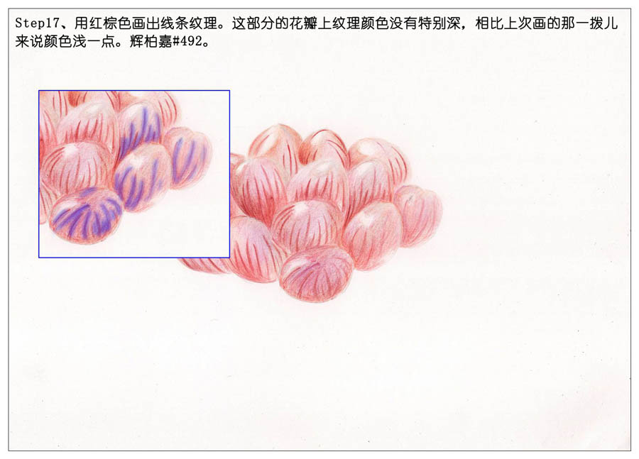 手绘多肉玉露彩铅绘画教程