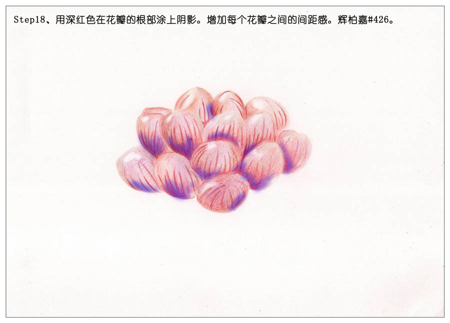 手绘多肉玉露彩铅绘画教程