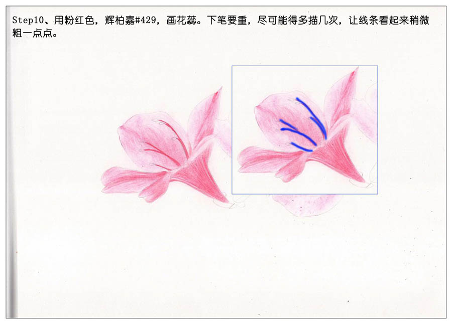 绘制唯美的杜鹃花彩铅教程