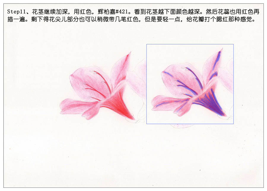 绘制唯美的杜鹃花彩铅教程