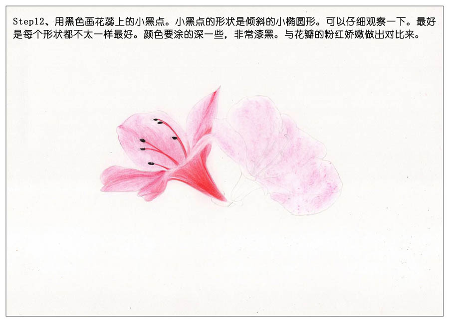 绘制唯美的杜鹃花彩铅教程