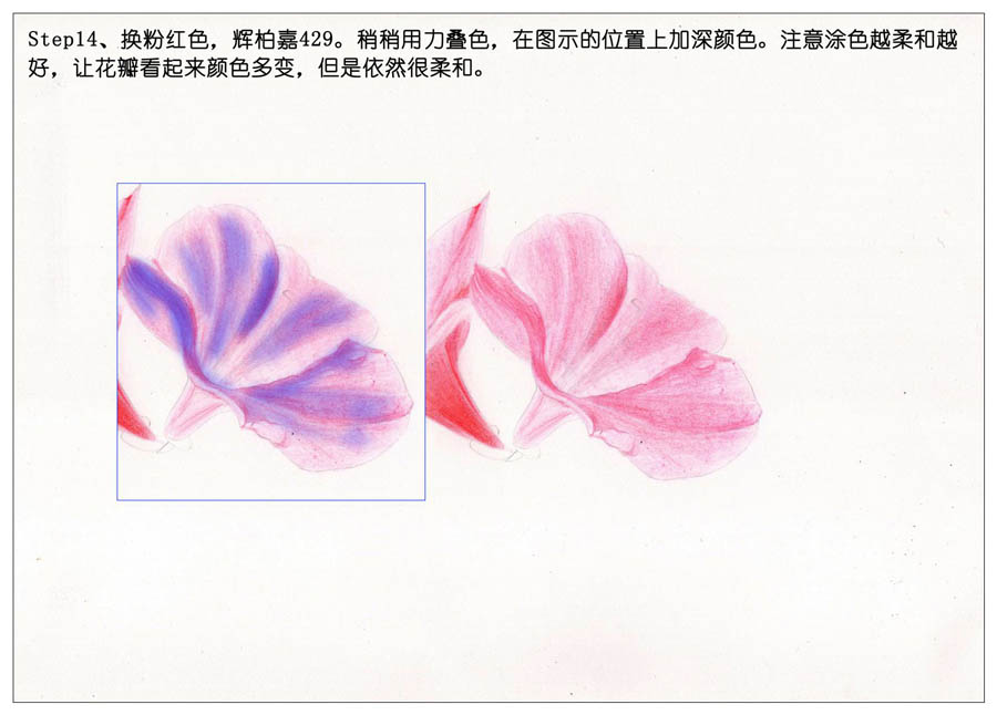 绘制唯美的杜鹃花彩铅教程