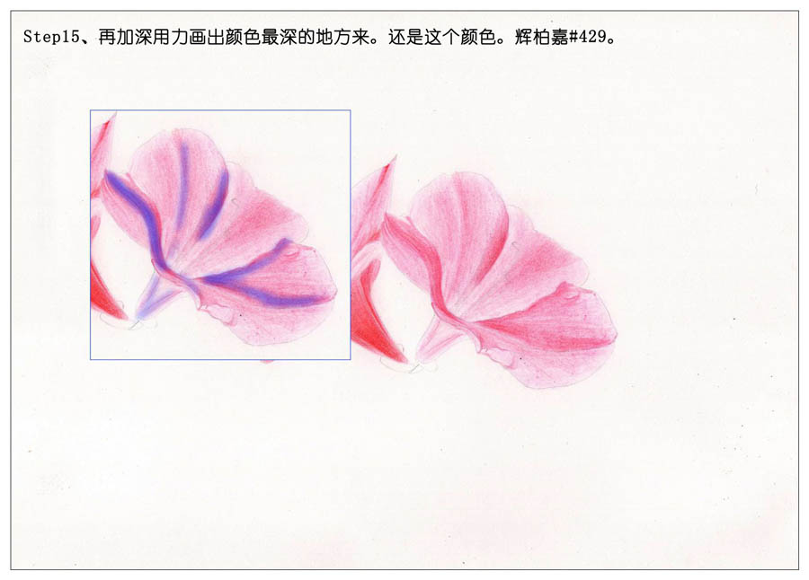 绘制唯美的杜鹃花彩铅教程