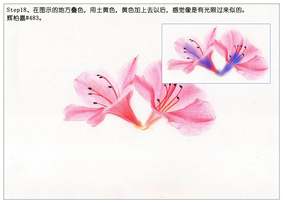 绘制唯美的杜鹃花彩铅教程