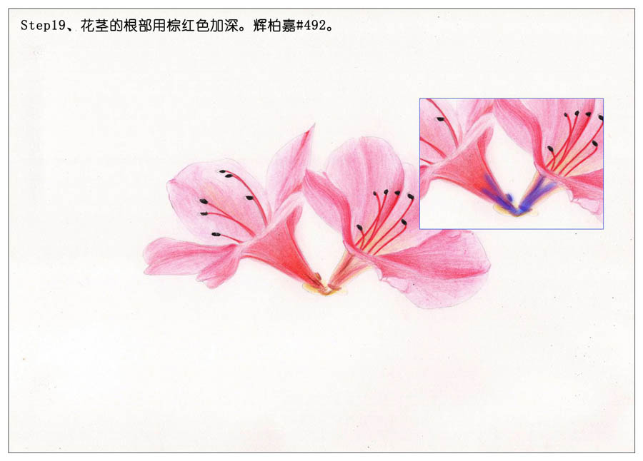 绘制唯美的杜鹃花彩铅教程