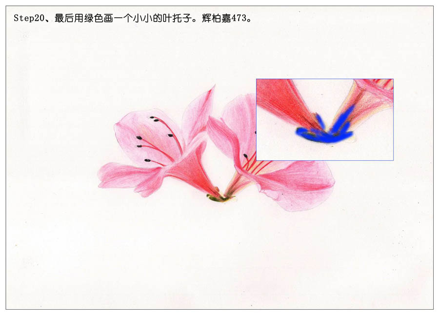 绘制唯美的杜鹃花彩铅教程