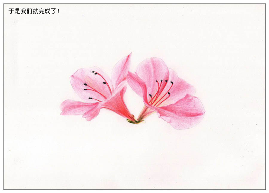 绘制唯美的杜鹃花彩铅教程