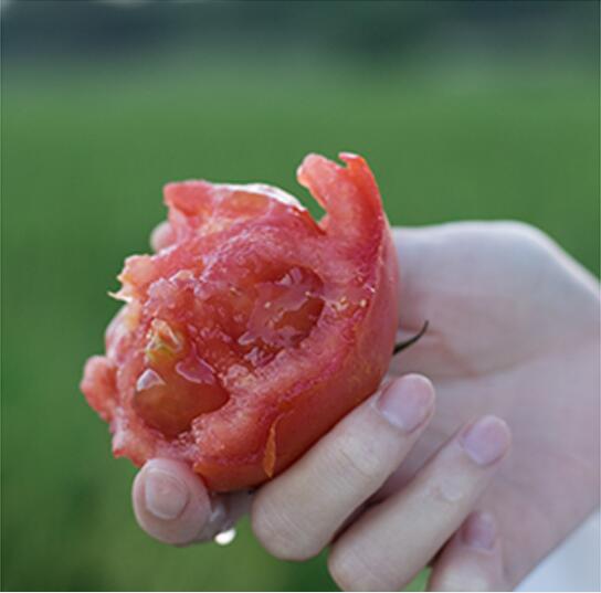 LR调出小清新风格的西红柿照片