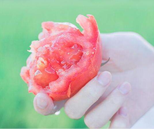 使用LR调出夏日清新色调的西红柿照片调色教程