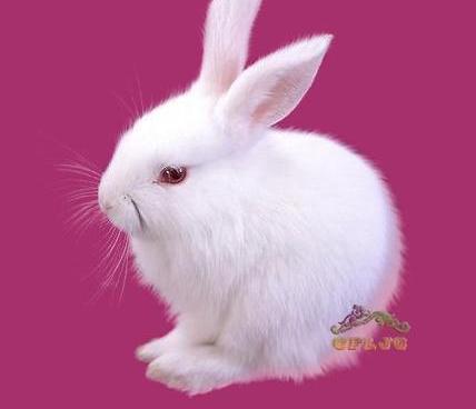 Photoshop抽出滤镜抠出毛茸茸的小白兔抠图教程