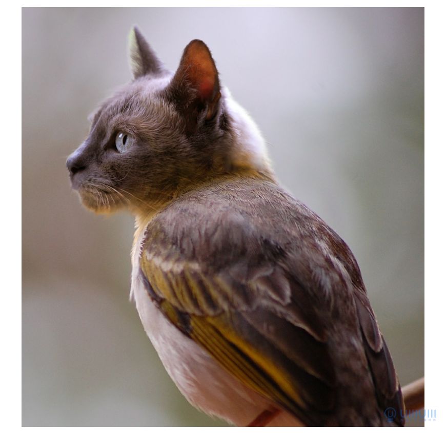 Photoshop创意的合成猫咪头像的猫头鹰