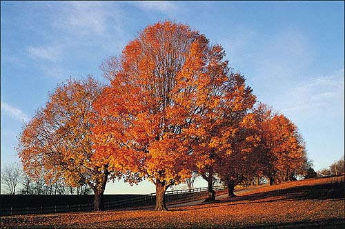 使用Photoshop通道抠图给繁密的树支扣背景