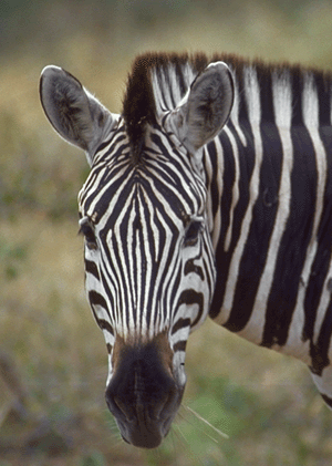 详解Photoshop 6柔化滤镜应用技巧教程