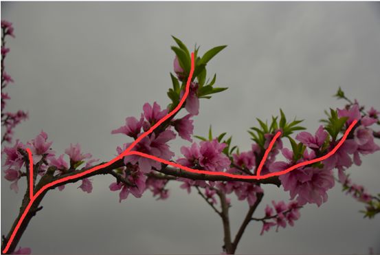 Photoshop结合LR调出更有意境的桃花