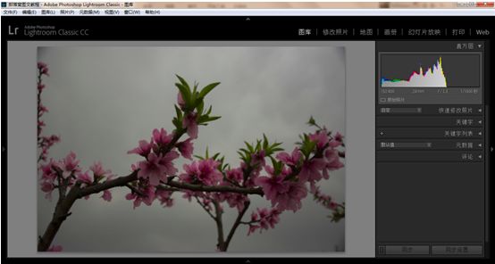 Photoshop结合LR调出更有意境的桃花