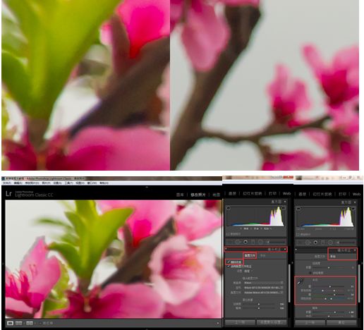 Photoshop结合LR调出更有意境的桃花