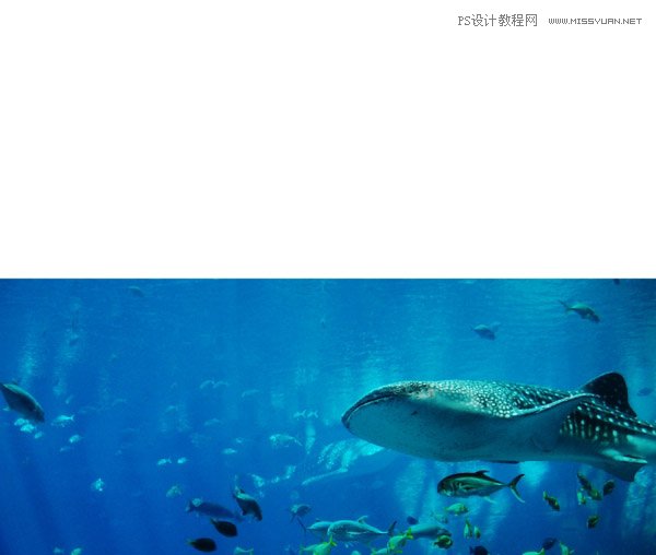 创意合成：用PS合成水中漂流的可爱猫咪