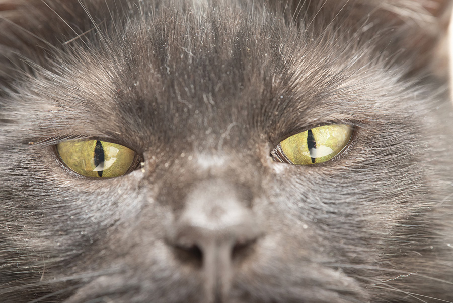 摄影师详解如何拍摄黑色宠物