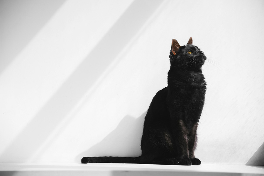 摄影师详解如何拍摄黑色宠物