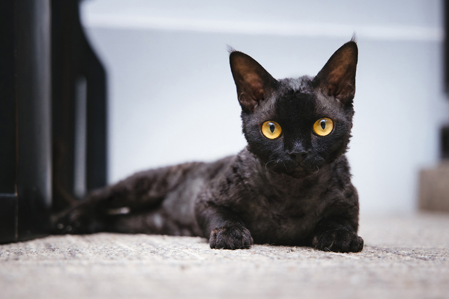 摄影师详解如何拍摄黑色宠物