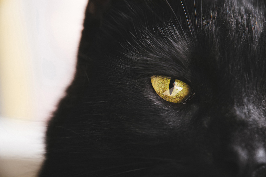 摄影师详解如何拍摄黑色宠物