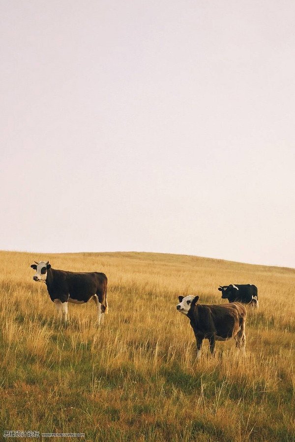 如何用手机拍出简单干净的构图