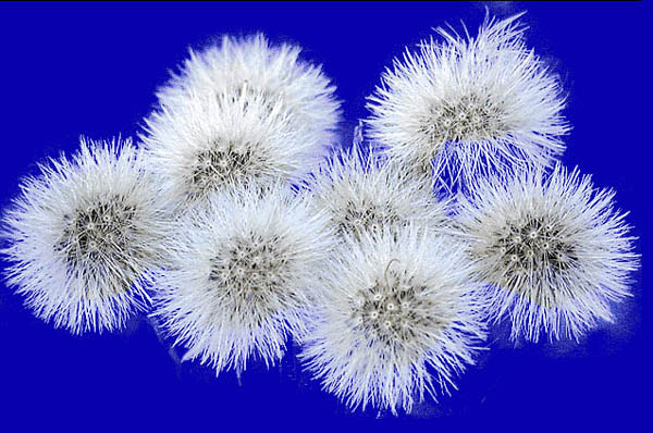 使用Photoshop抽出滤镜快速勾出教复杂的物体